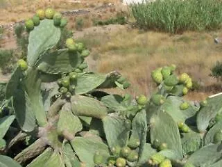 Alkyon Mégas Yialós-Nítes